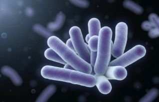 L. Salivarius postbiotic culture